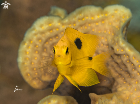 A Threespot Damselfish