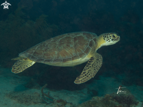 A Green Seaturtle