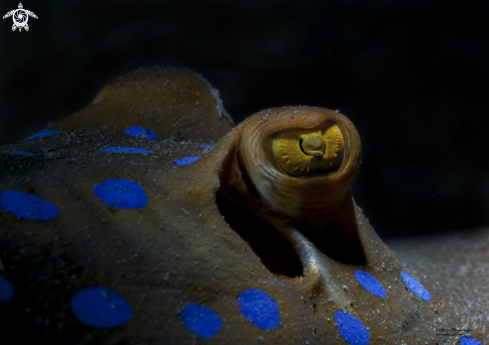 A Stingray eyes