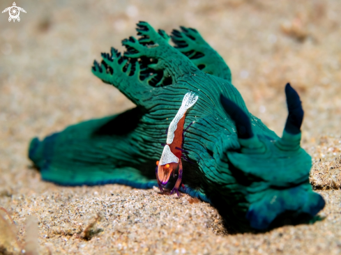 A Emperor Shrimp - Nembrotha Nudibranch