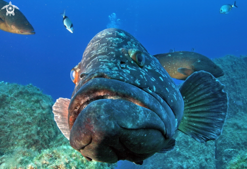 A Epinephelus marginatus