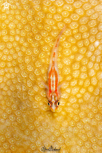 A Goby