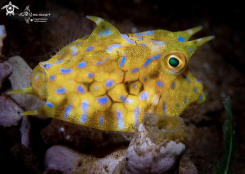 A Cowfish