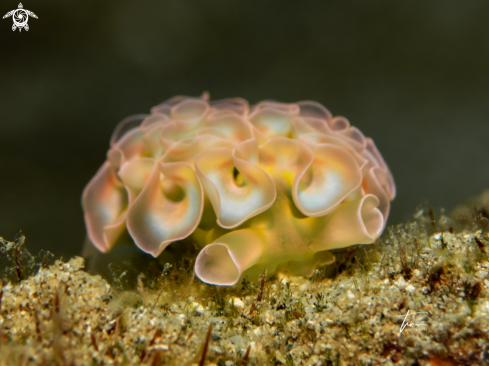 Lettuce Seaslug