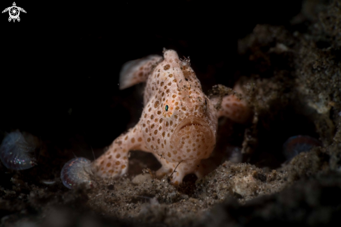 A Antennarius pictus | Painted frogfish