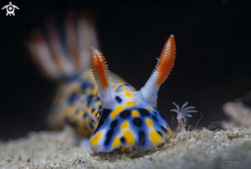 A Hypselodoris influcata