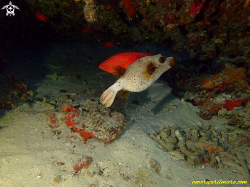 The Pesce Palla e Cernia Corallina 