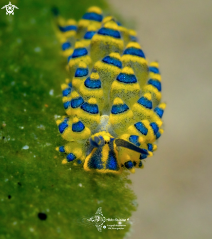 A Leaf slug or Leaf sheep (5 mm - 0.20 in) 