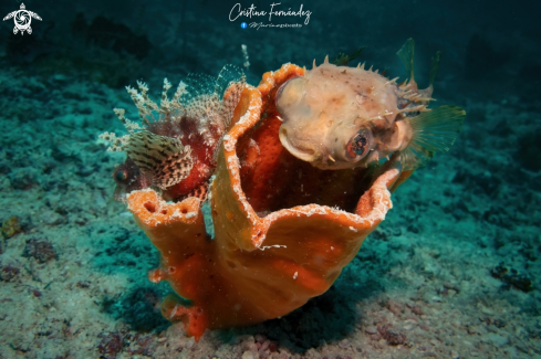 A  Shortfin Lionfish- Longspined Porcupinefish 