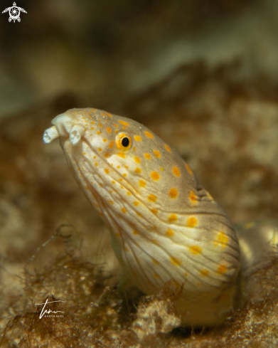 A Sharptail Snake eel