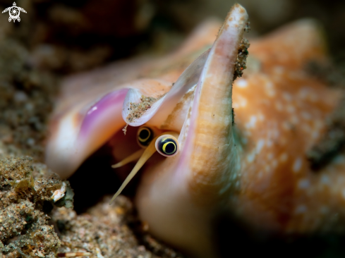 A Bubble Conch