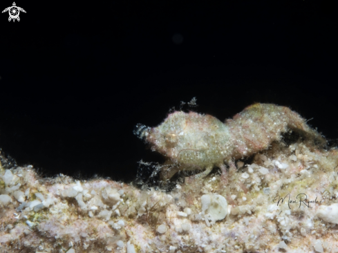 A Trachycaris rugosa | Roughback Shrimp