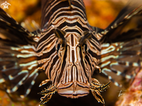 A Red Lionfish