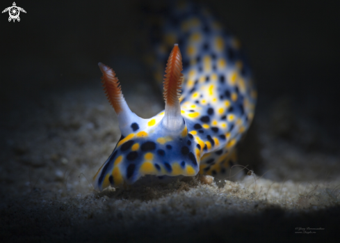 A Hypselodoris influcata | Hypselodoris influcata