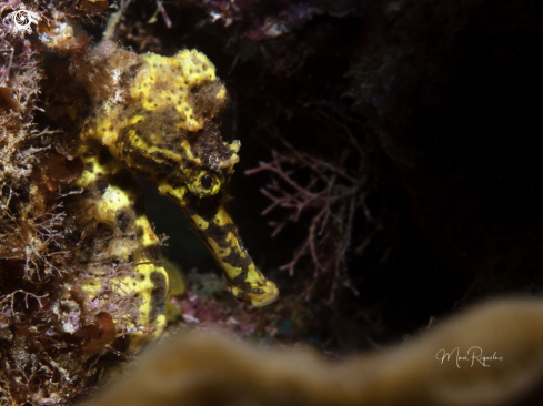 A Hippocampus reidi | Longsnout Seahorse