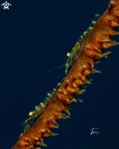 A Wirecoral shrimp