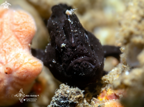 A Frogfish