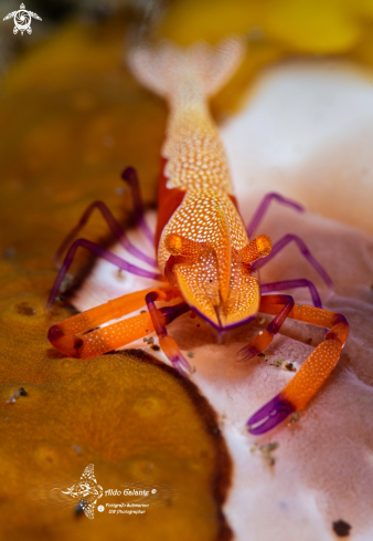 A Emperor Shrimp