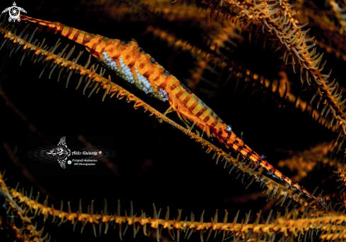 A Banded Tozeuma Shrimp whit Eggs