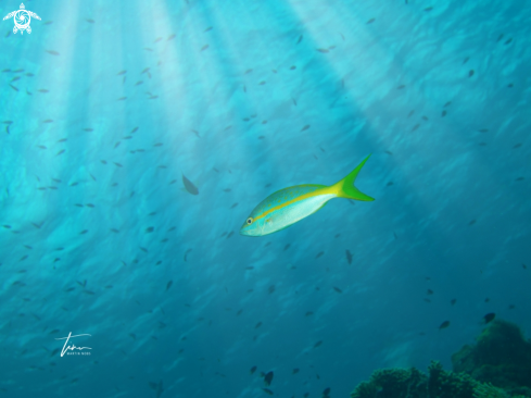 A Yellowtail Snapper