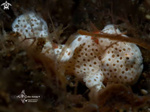 A Frogfish