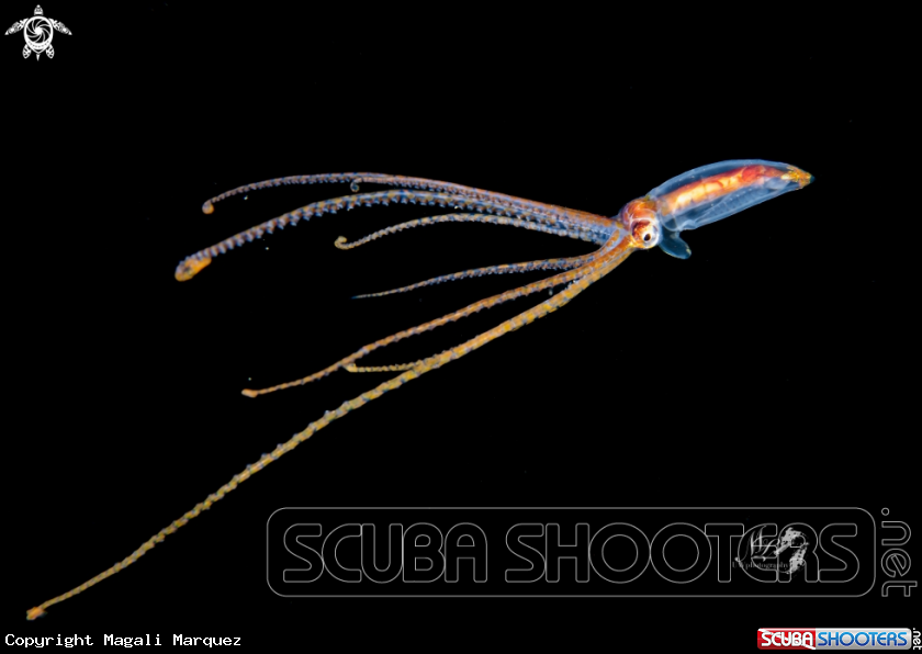 A Longarm Octopus 