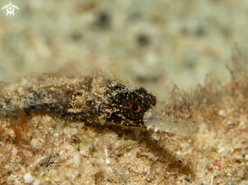 A Whitenose Pipefish