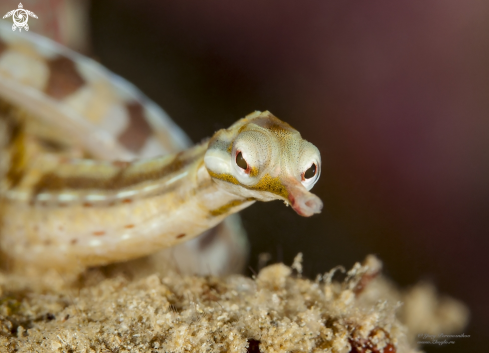 A Pipefish