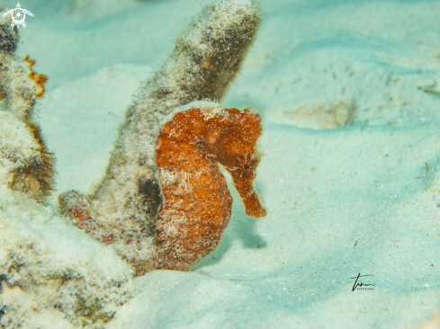 A Seahorse