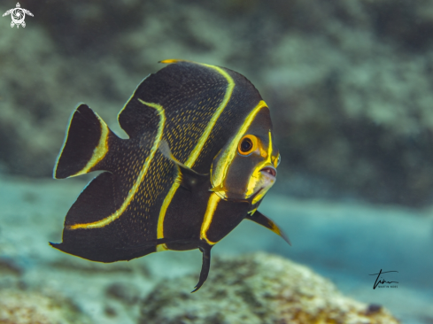 A French Angelfish