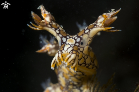 A nudibrach