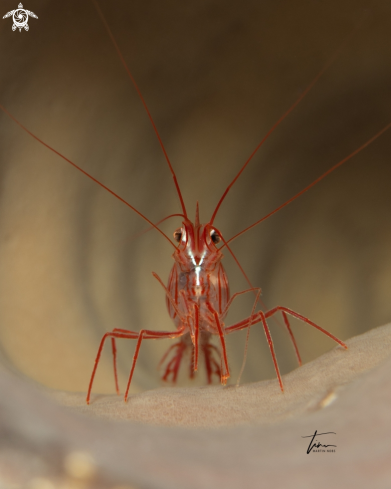 A Peppermint Shrimp