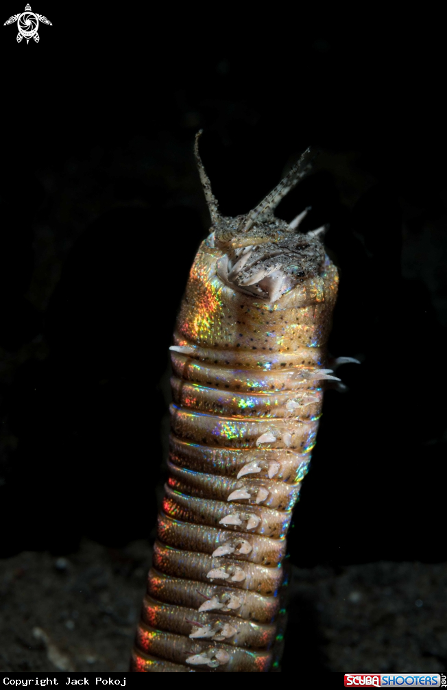 A Bobbit worm