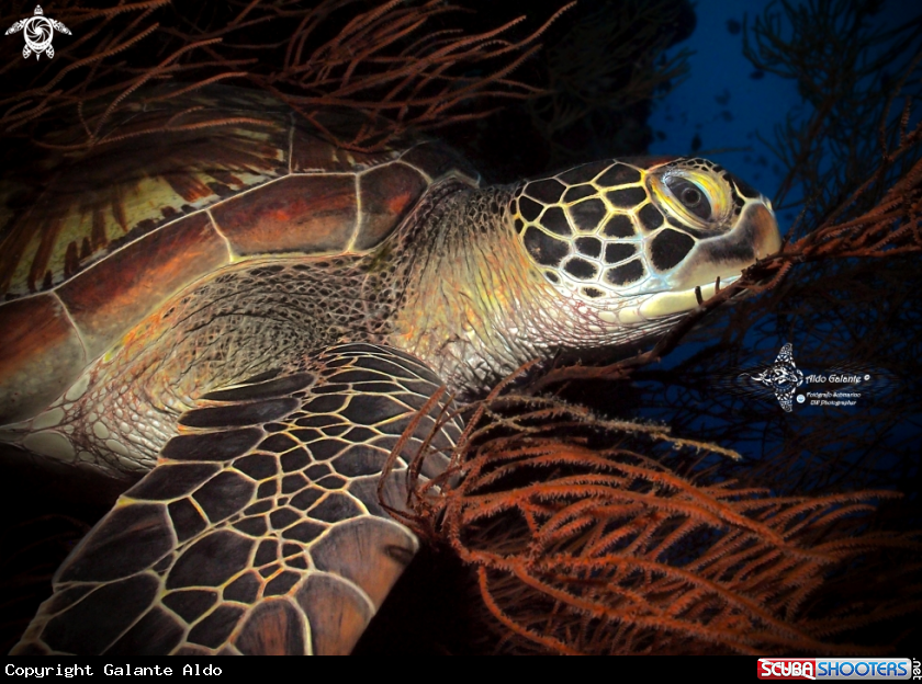 A Green Turtle 