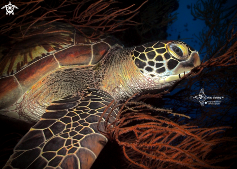 A Green Turtle 