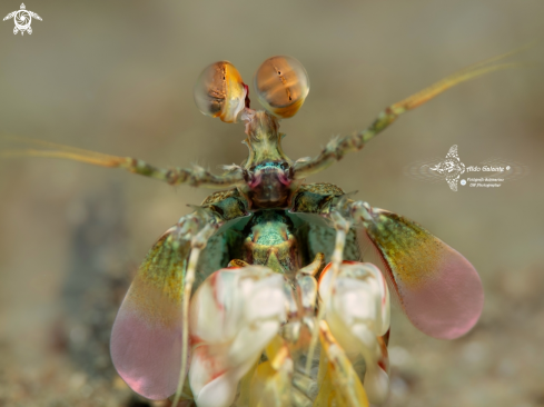A Odontodactylus latirostris Borradaile, 1907 | Mantis Shrimp
