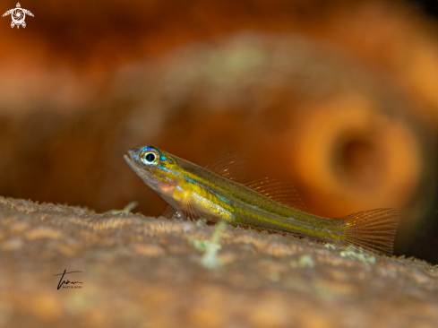 A Peppermint Goby