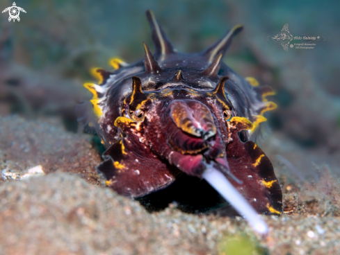 A Flamboyant Cuttlefish 