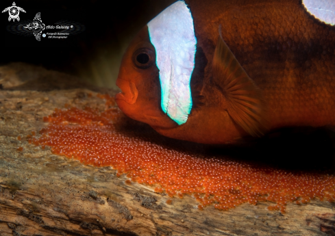 A Saddleback Clownfish