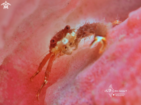 A Galathea sp. | Porcelain Crab (10 - 15 mm)