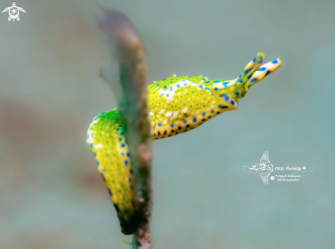 A Oxynoe Sea Slug