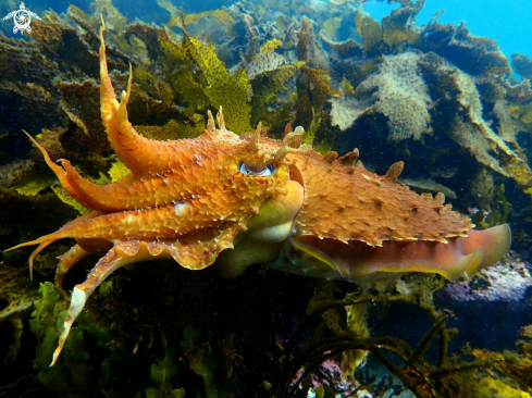 A Sepia apama | Australian giant cuttlefish