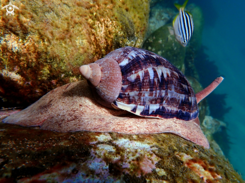 A Cymbiola magnifica | Magnificent volute