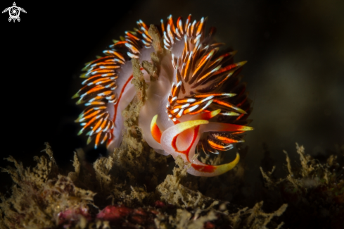 A Phidiana militaris nudibranch