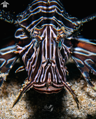 A Lionfish 