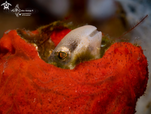 A Short Headed Blenny