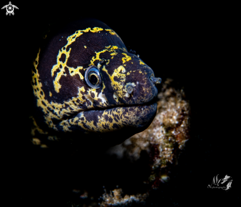 A Chain Moray eel 