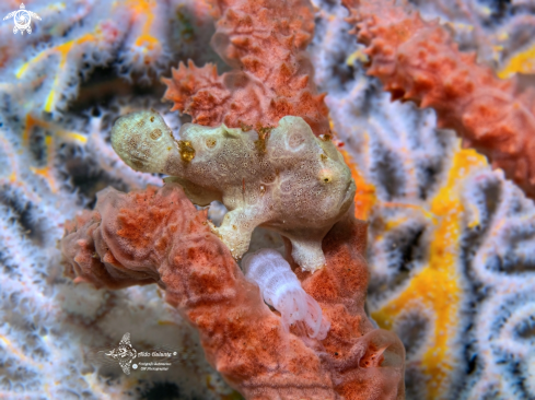 A Frogfish