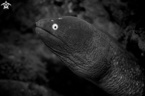 A MORAY