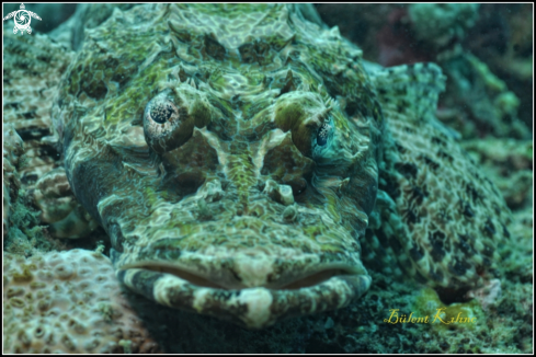 A Crocidile Fish